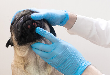 Dermatology
