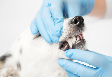 Hygiene and care