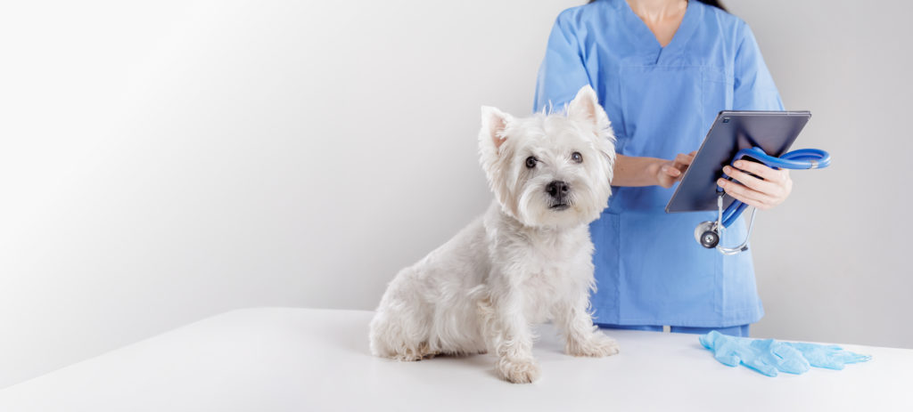 Probiotyki w praktyce weterynaryjnej: chwilowy trend czy standard nowoczesnej opieki nad zwierzętami?