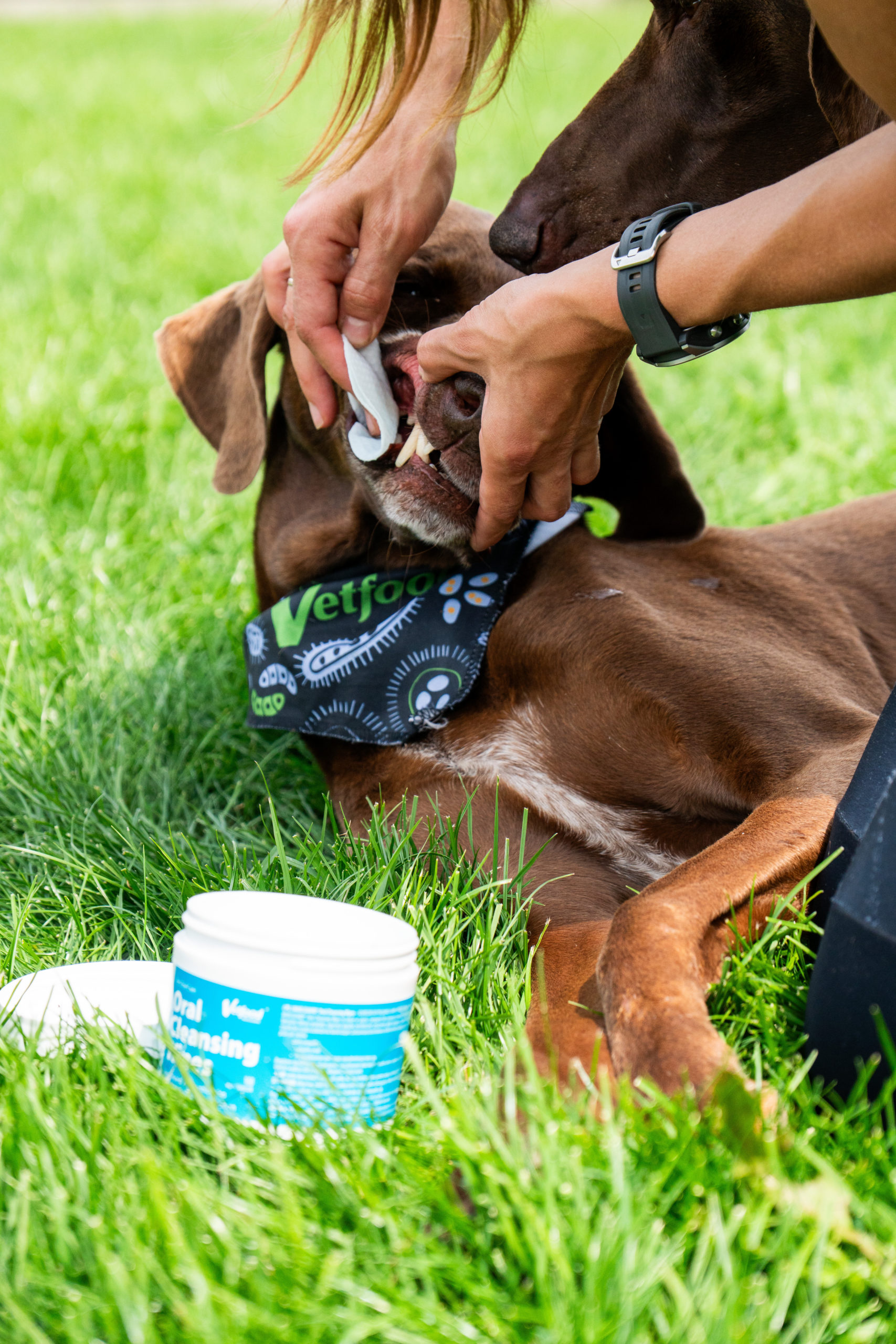 Higiena zębów i dziąseł adoptowanego pupila – dlaczego warto i jak o nią dbać? 5 najważniejszych wskazówek 